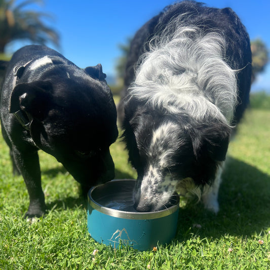 PET BOWL 64oz AZUL 🐾